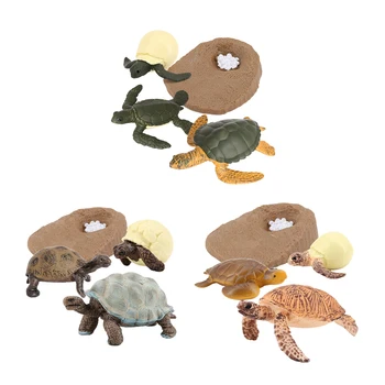 Модел на жизнения цикъл на морска костенурка на 4 етапа на растеж, забавни играчки за деца по когнитивна биология